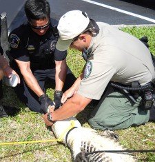 Police Wrestle Gator