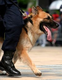 K9 police