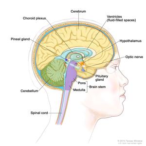 The Medulla Oblongata is at the bottom of the darker purple area (photo from NIH).