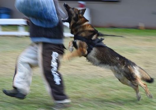 Though not as dramatic, my K-9 take-down was just as deserved (photo by af.mil U.S. Air Force).