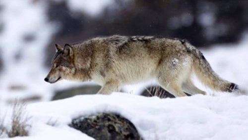 Wolves are typically pack hunters, but the "lone wolf" attacks have similarities in the methods used by nature's killer (photo from npca.org).